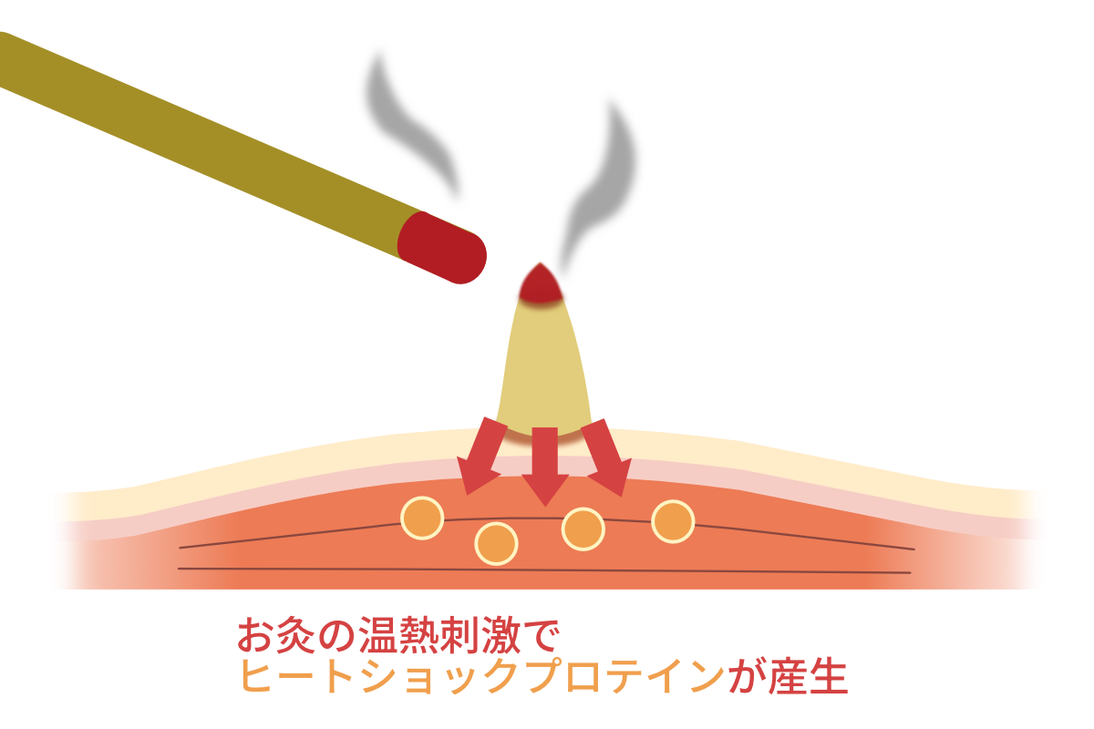 ヒートショックプロテインの産生を促す